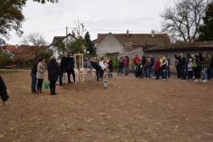 Oslava 100 let republiky  sázení lípy - památného stromu